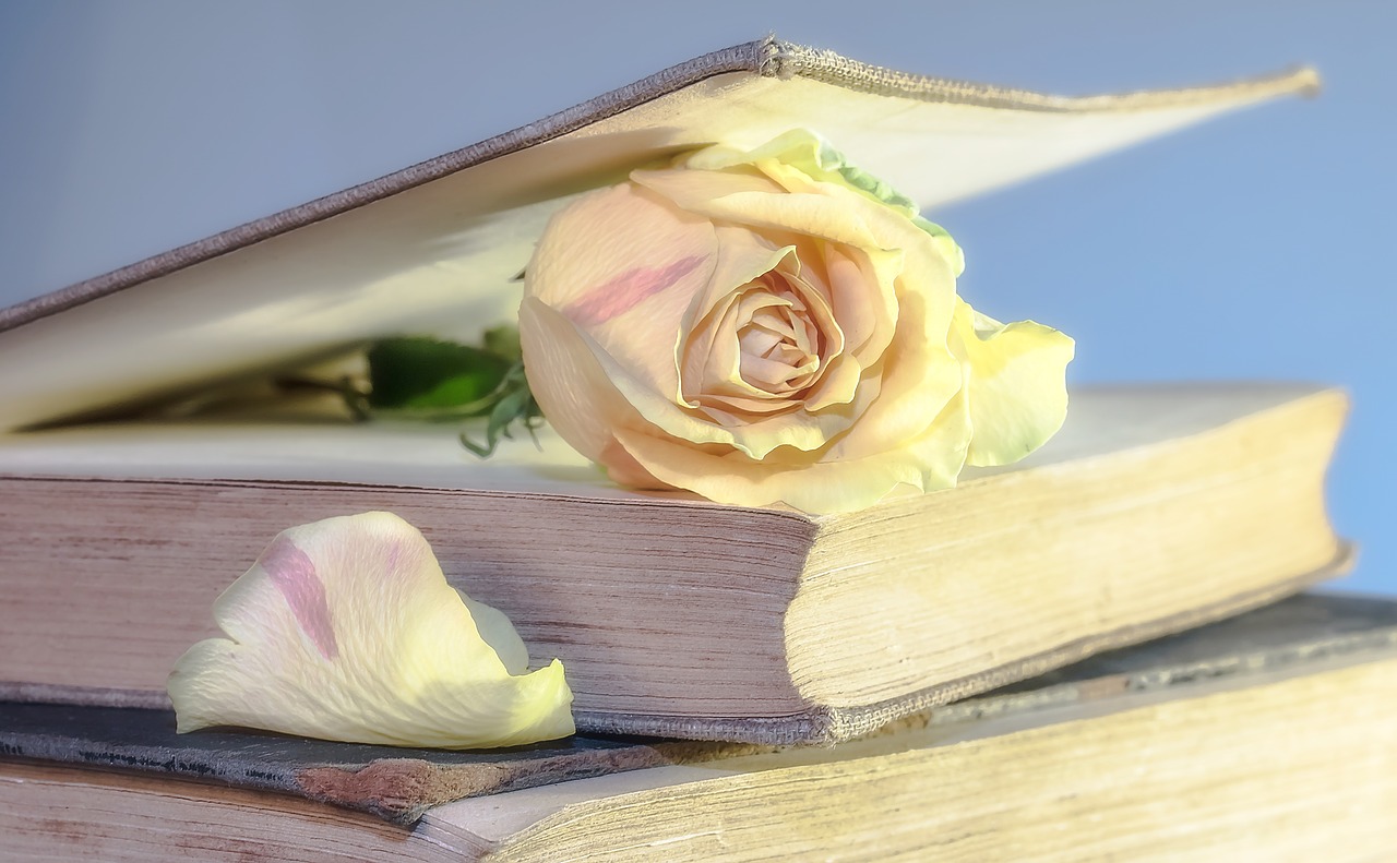 Light pink rose in between pages of an elegant book.