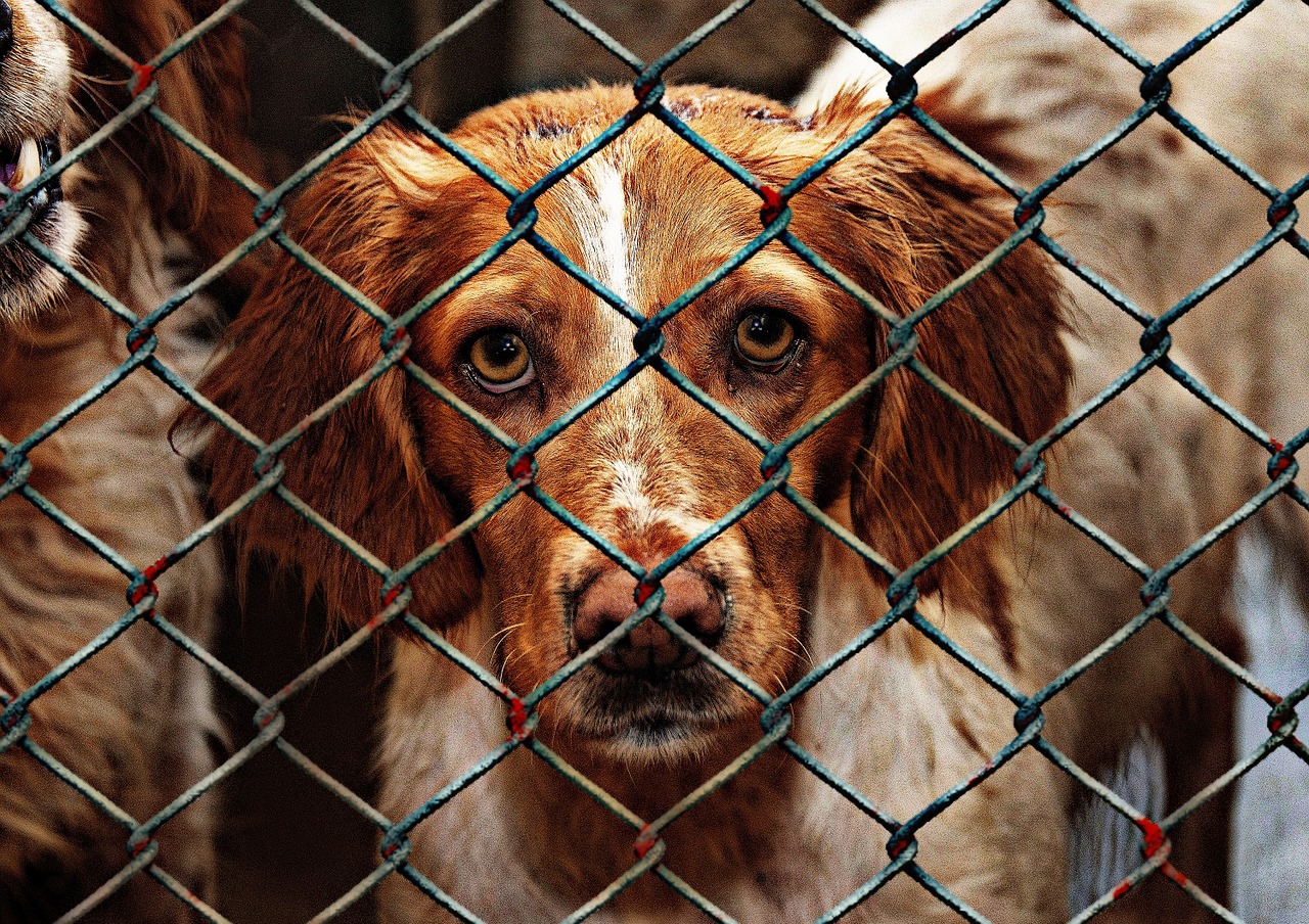 Dogs in a shelter.